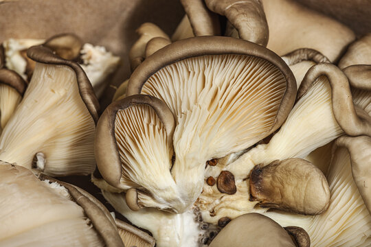 Fresh raw oyster mushrooms texture macro shot. Organic natural background
