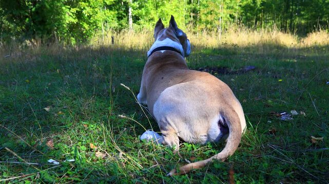 A brown and white dog lying in the grass, a relaxing scene