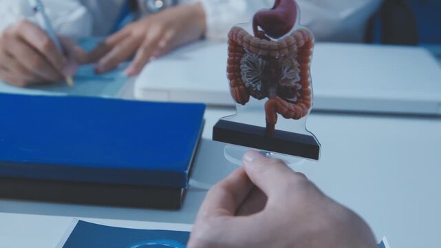 Doctor holding and pointing to an anatomical model of human lungs in a clinical office setting