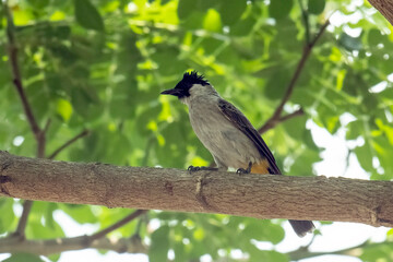 Naklejka premium A bulbul in a tree with dense foliage.
