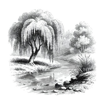 Weeping Willow Tree by Riverbank Vintage Hand-Drawn Engraving Illustration