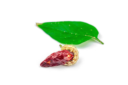 Helicoverpa armigera caterpillar on red chili pepper isolated on white background. Macro shot