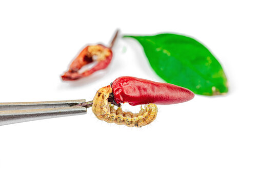 Helicoverpa armigera caterpillar on red chili pepper isolated on white background. Macro shot