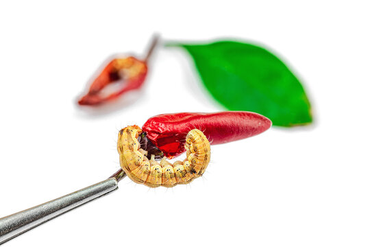Helicoverpa armigera caterpillar on red chili pepper isolated on white background. Macro shot