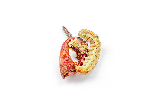 Helicoverpa armigera caterpillar on red chili pepper isolated on white background. Macro shot