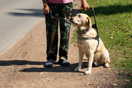 Yellow Labrador guide dog in working harness sits attentively beside its handler on an outdoor path, showing assistance, communication, mobility support and human-animal partnership.