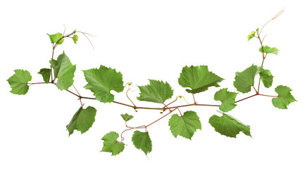 Fototapeta premium Grapevine with green leaves on transparent background