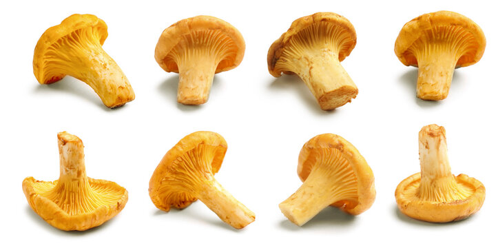 Fresh chanterelles isolated on white, set. Edible mushrooms