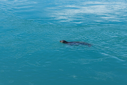 A seal swims through the bright turquoise meltwater of a glacier lagoon outflow in Iceland.
