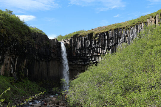 Waterfall falling over black basalt columns into a gorge with green vegetation, Svartifoss, Iceland.