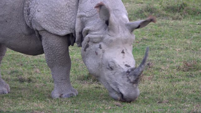 Indian rhinoceros grazing, Kaziranga NP, Assam, India
Close-up of an injured Indian rhinoceros grazing on short grass in Kaziranga, Assam, India.

