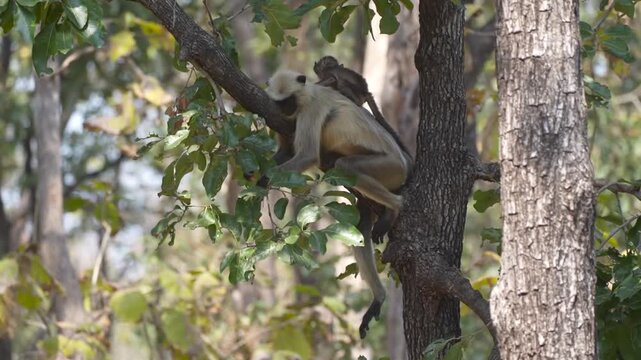 Northern plains gray langur, Satpura Tiger Reserve, Madhya Pradesh, India
Northern plains gray langur resting on a tree branch with a baby clinging to its back in Satpura Tiger Reserve, Madhya Pradesh