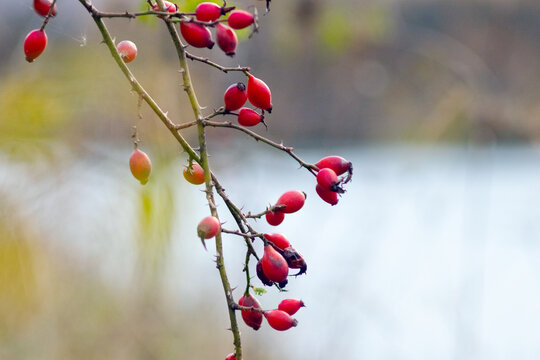 Rosehip branch with red berries on blurred autumn background