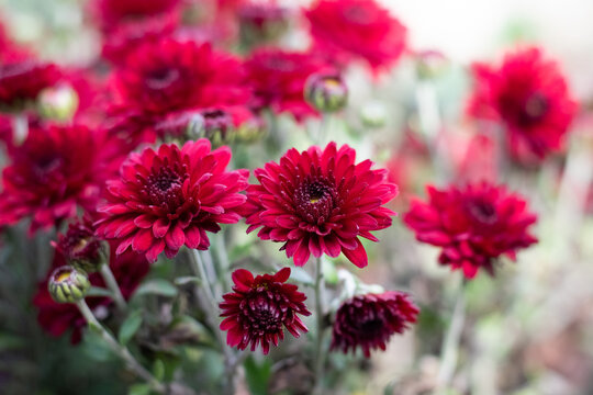 Red chrysanthemum flowers blooming in garden in autumn close-up