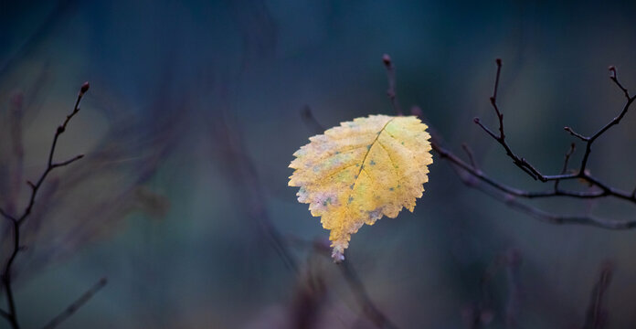 Single yellow birch leaf on dark blurred background in autumn