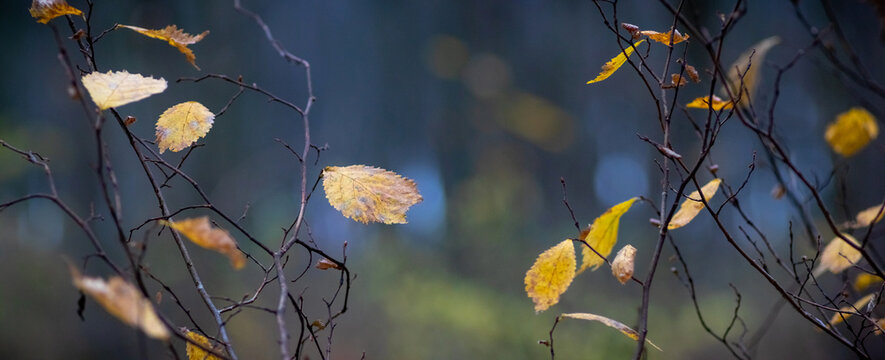 Yellow birch leaves on branches in dark forest in autumn