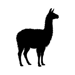 Naklejka premium Standing llama silhouette animal clipart