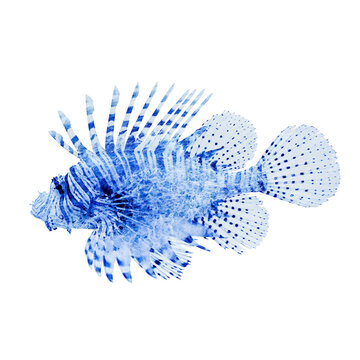 Blue lionfish pattern isolated on transparent background PNG element