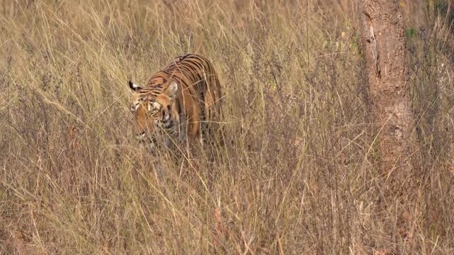 Bengal tiger, Satpura Tiger Reserve, Madhya Pradesh, India
Bengal tiger walking stealthily through tall dry grass in Satpura Tiger Reserve, Madhya Pradesh, India.
