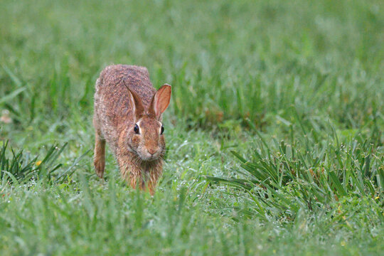 Brown bunny explores lush green grass. Eyes alert, ears upright. Natural setting, quiet, peaceful. Perfect for wildlife or nature scenes. Unaffected, curious, focused on path ahead