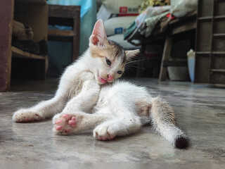A small white and brown kitten lying on the floor and licking its fur © Itsvsakib