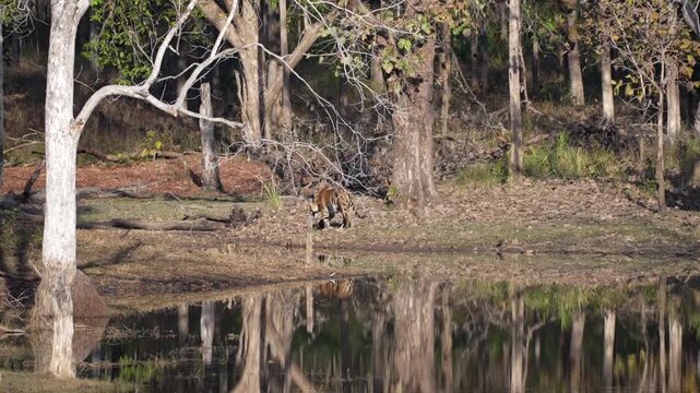 Bengal Tiger Walking Beside Reflective Forest Waterhole Scene
Bengal tiger walks beside reflective waterhole in Bori Tiger Reserve, India, 26 August 2026.
