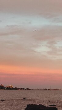 Low angle vertical video of a lonely black bird flying across afternoon overcast sky, montevideo city, uruguay. 