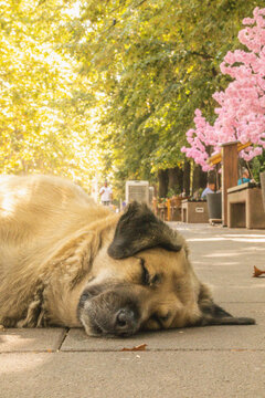 Cane che dorme