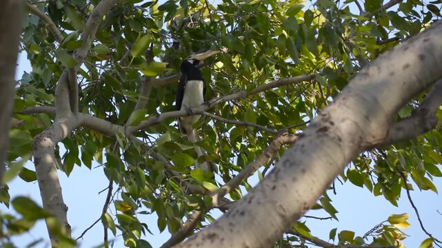 Malabar Pied Hornbill Perched Among Satpura Forest Branches
Malabar pied hornbill perches among leafy branches in Satpura National Park, India, 26 August 2026.
