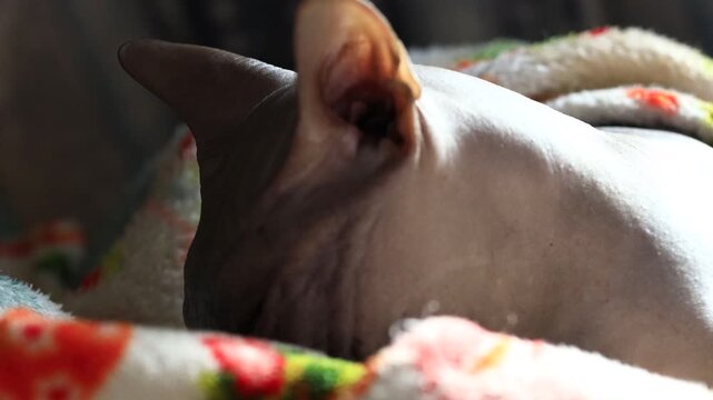 A cat lounges on a bed covered with a cozy blanket