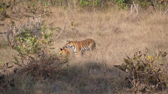 Two Bengal Tigers Walking Through Bori Reserve Grassland
Two Bengal tigers walk through dry grassland in Bori Tiger Reserve, India, 26 August 2026.
