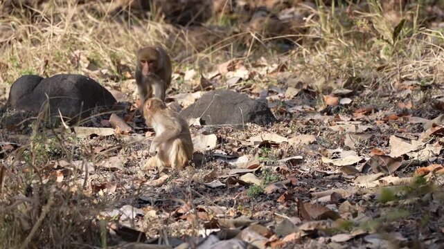 Rhesus Macaques Resting Together In Bori Wildlife Sanctuary
Rhesus macaques rest among dry leaves in Bori Wildlife Sanctuary, India, 26 August 2026.
