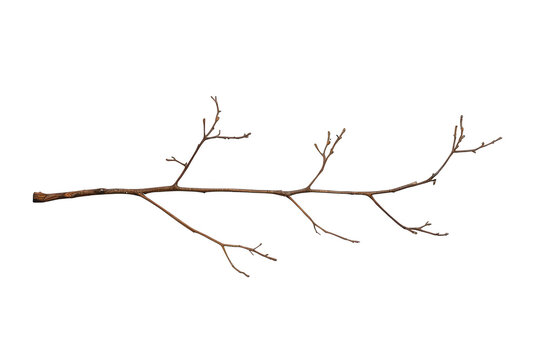 Long leafless brown tree twig with branching tips