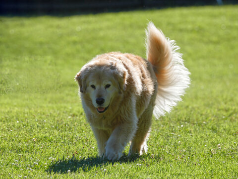 Golden dog runs joyfully across sunlit grass. Tall, fluffy tail wags with energy. Bright eyes and open mouth show happy expression. Ideal for outdoor pet, family, or nature-themed projects