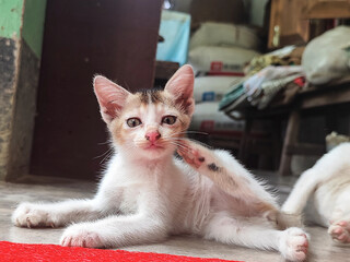 A cute white and brown kitten sitting on a floor and grooming itself with its paw © Itsvsakib