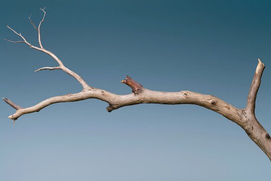 Bare weathered tree branch with fibrous bark and a broken stub, featuring a rustic texture against a muted blue background for nature design and copy space