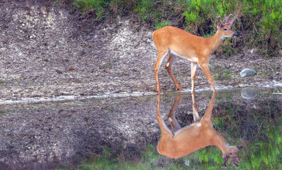 Young buck reflection in Michigan lake © Christine