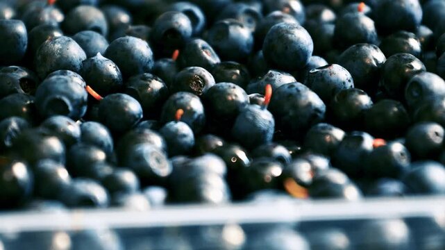 Fresh blueberries in a plastic container, perfect for baking, cooking or as a snack