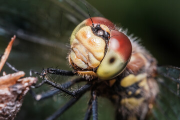 Black Meadowhawk Dragonfly Perched on Plant Macro Nature © Stephen