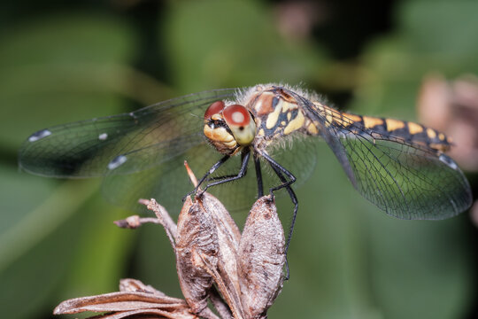 Black Meadowhawk Dragonfly Perched on Plant Macro Nature