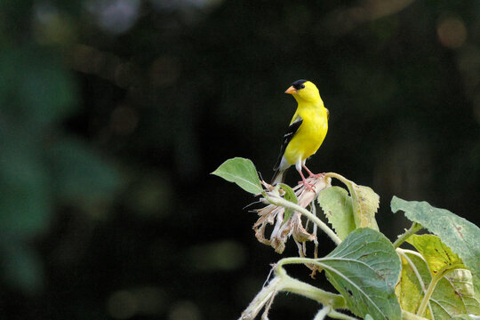 Bright yellow finch perches on plant stem. Soft focus background enhances bird's vivid color. Green leaves frame the bird's quiet pose. Tiny bird looks alert and curious. Ideal for nature, wildlife
