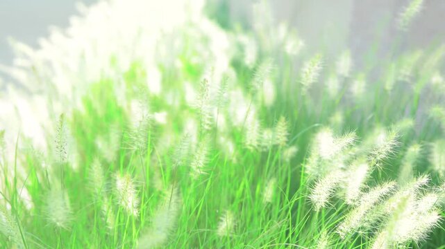 Glowing white foxtail grass in bright sunlight