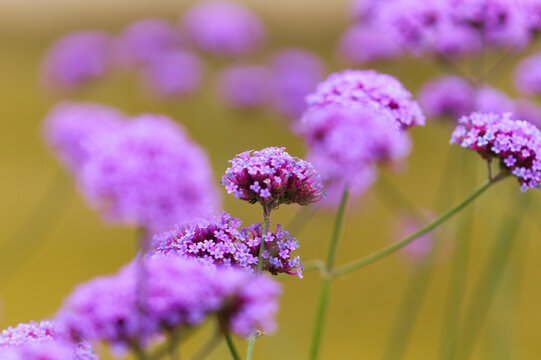 Purple Verbena Bonariensis Flowers natural macro floral background
