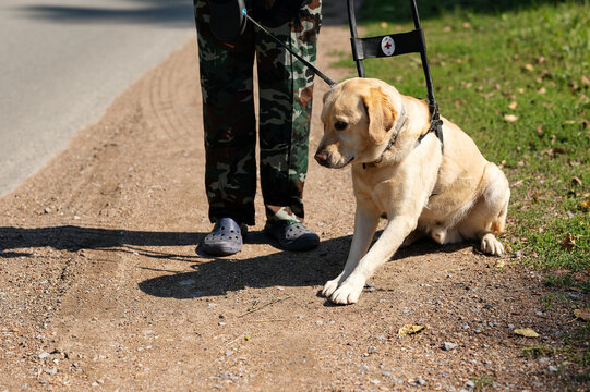 Yellow Labrador guide dog in working harness begins moving beside its handler on a roadside, illustrating mobility assistance, guidance, accessibility and independent travel.
