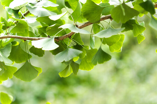 Green Ginkgo Biloba Tree Branch and Leaves in Summer 