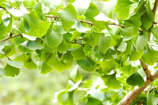Green Ginkgo Biloba Tree Branch and Leaves in Summer 