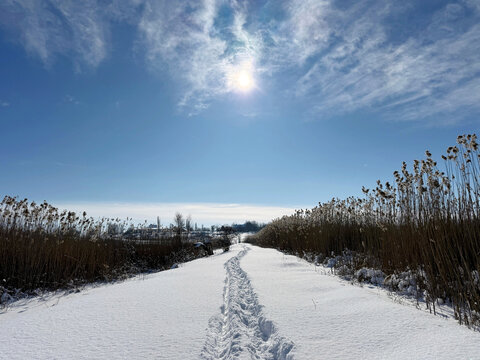 Winter snow landscape with frozen reeds and sky