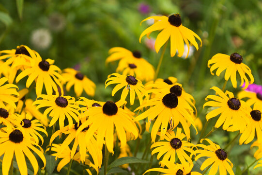 Flowering Rudbeckia,  black-eyed Susan, natural macro floral background