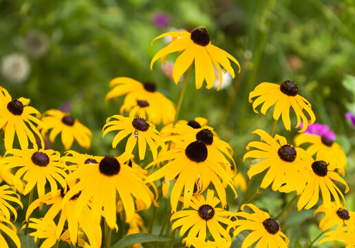 Flowering Rudbeckia,  black-eyed Susan, natural macro floral background
