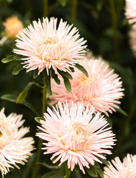 Bright China Aster, Callistephus chinensis, in Bloom, natural macro flower background